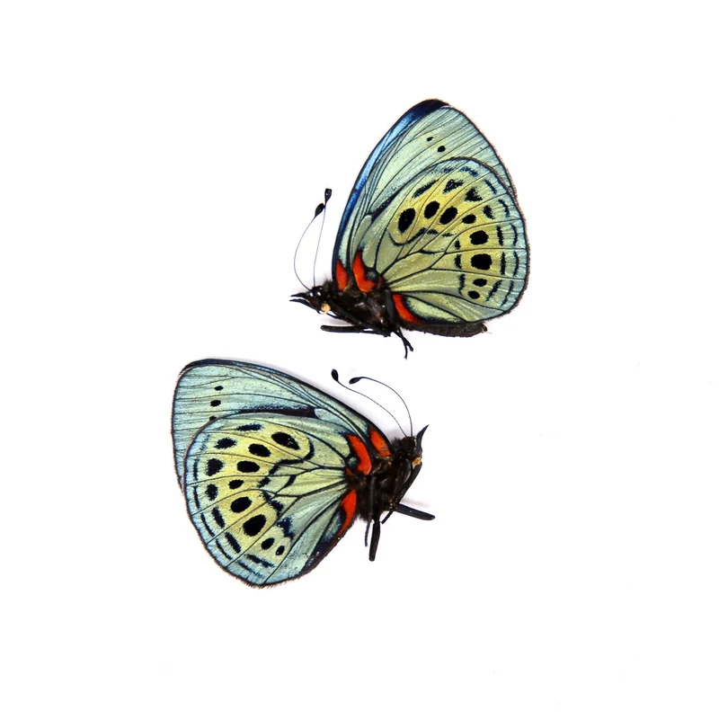 TWO (2) The Leprieur's Glory | Asterope leprieuri philotima | A1 Dry-preserved specimens