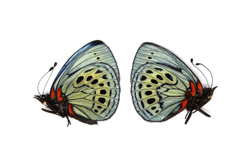 TWO (2) The Leprieur's Glory | Asterope leprieuri philotima | A1 Dry-preserved specimens