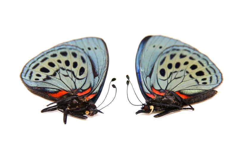 TWO (2) The Leprieur's Glory | Asterope leprieuri philotima | A1 Dry-preserved specimens