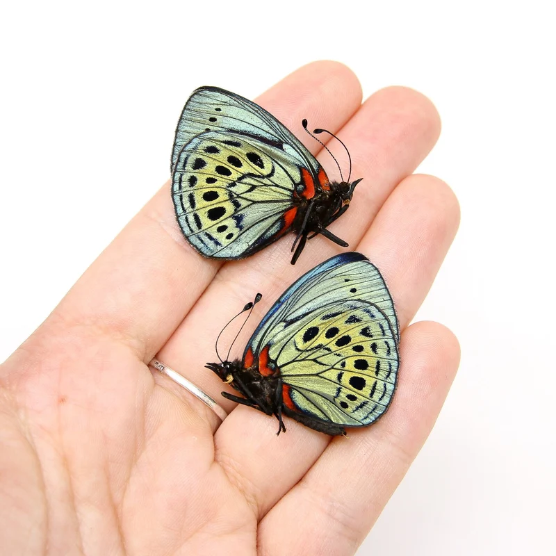TWO (2) The Leprieur's Glory | Asterope leprieuri philotima | A1 Dry-preserved specimens