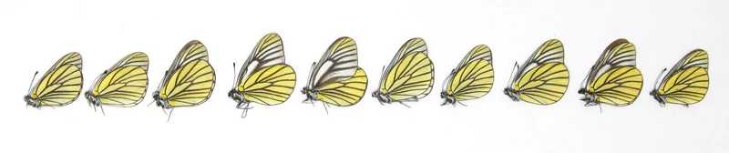 Ten (10) Oberthur's Black-veined White, Aporia bieti | A1 Unmounted Papered Butterflies | Taxidermy Entomology