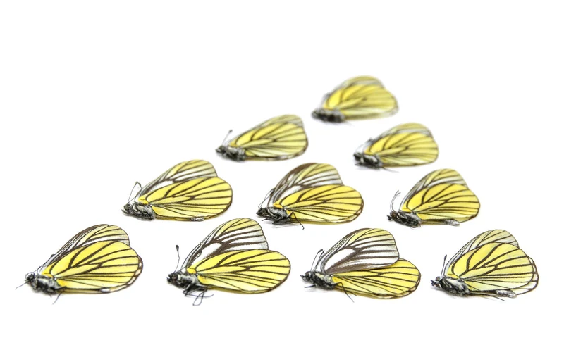 Ten (10) Oberthur's Black-veined White, Aporia bieti | A1 Unmounted Papered Butterflies | Taxidermy Entomology