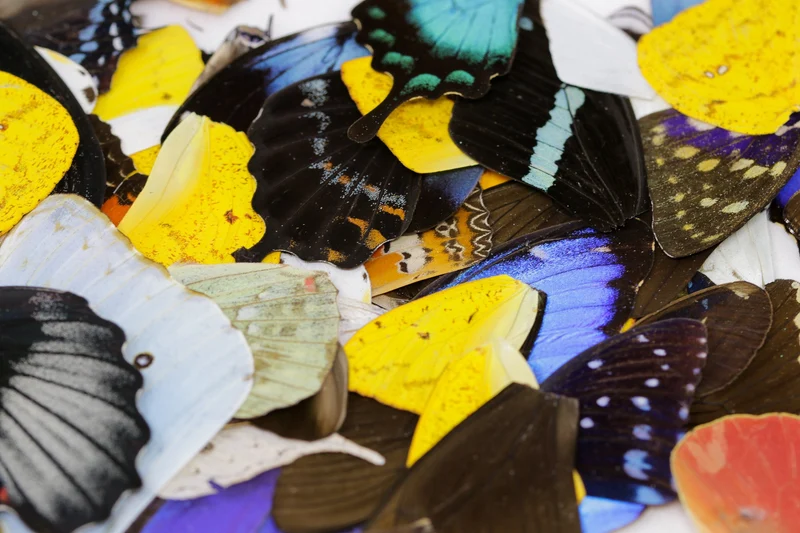 50 Loose Butterfly Wings - Assorted, Ethical Butterflies for Artistic Creation