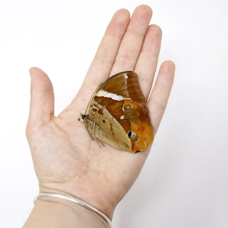 2 x Tufted Jungleking (Thauria aliris pseudaliris) A1 Dry-Preserved Unmounted Butterfly Specimens for Entomology, Taxidermy, Artists