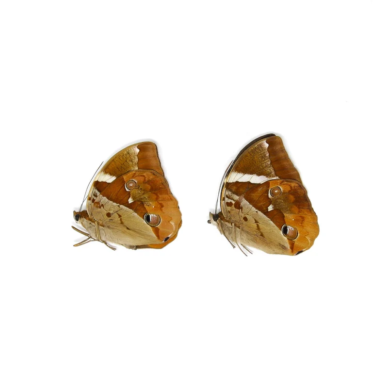 2 x Tufted Jungleking (Thauria aliris pseudaliris) A1 Dry-Preserved Unmounted Butterfly Specimens for Entomology, Taxidermy, Artists