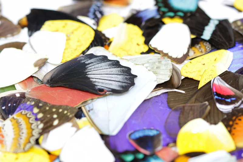 25 Loose Butterfly Wings A1, Various Assorted, Ethical Butterflies for Artistic Creation