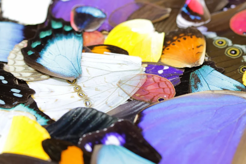 25 Loose Butterfly Wings A1, Various Assorted, Ethical Butterflies for Artistic Creation