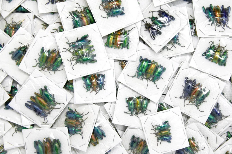 6 x Metallic Frog-Leg Beetles | Sagra longicollis | Pretty Insect Specimens for Entomology Art