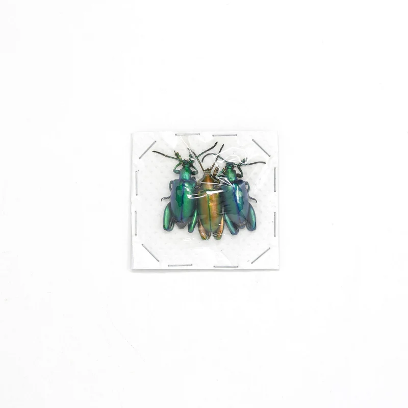 6 x Metallic Frog-Leg Beetles | Sagra longicollis | Pretty Insect Specimens for Entomology Art