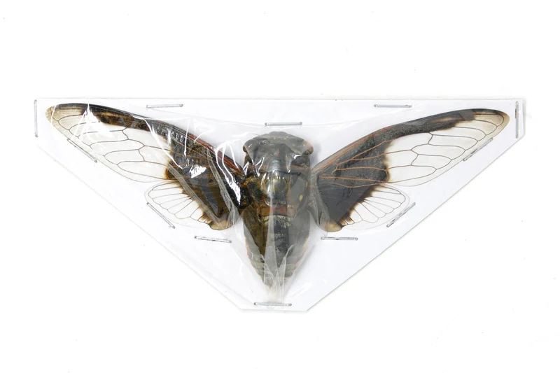 Cryptotympana aquila Bat-Wing Cicada Spread Specimens | A1 | 100–120mm