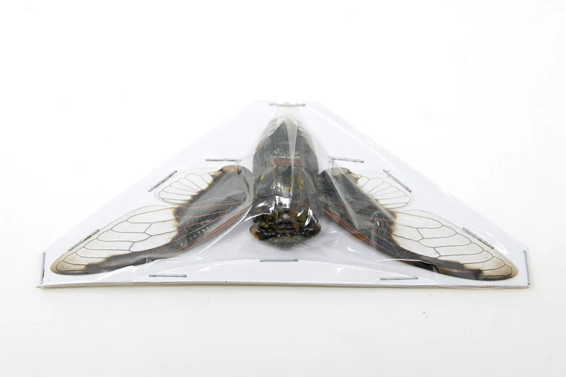 Cryptotympana aquila Bat-Wing Cicada Spread Specimens | A1 | 100–120mm