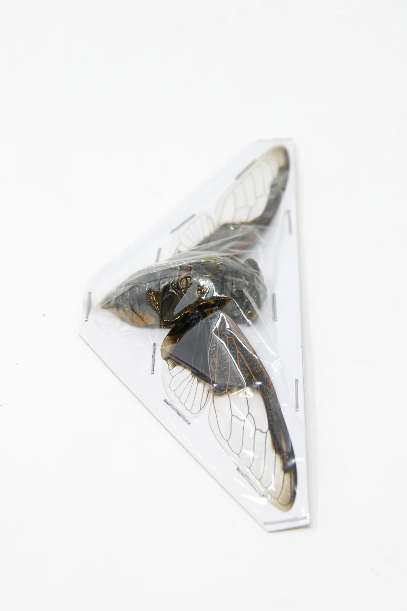 Cryptotympana aquila Bat-Wing Cicada Spread Specimens | A1 | 100–120mm