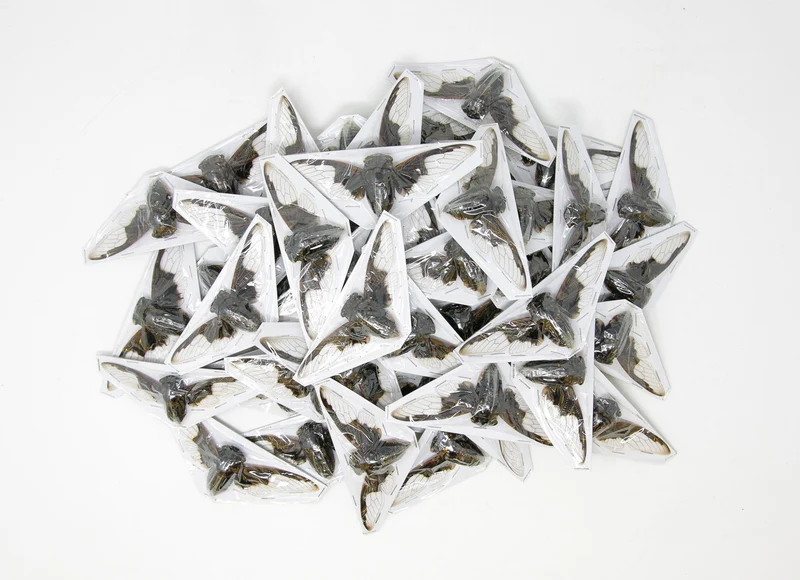 Cryptotympana aquila Bat-Wing Cicada Spread Specimens | A1 | 100–120mm