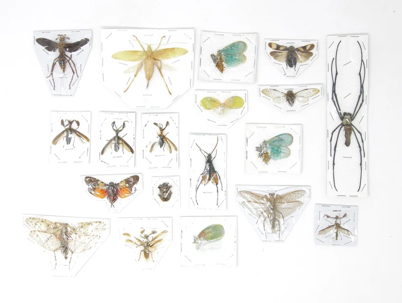 Assorted Beetles & Insects Mystery Box | A1 Entomology Specimens