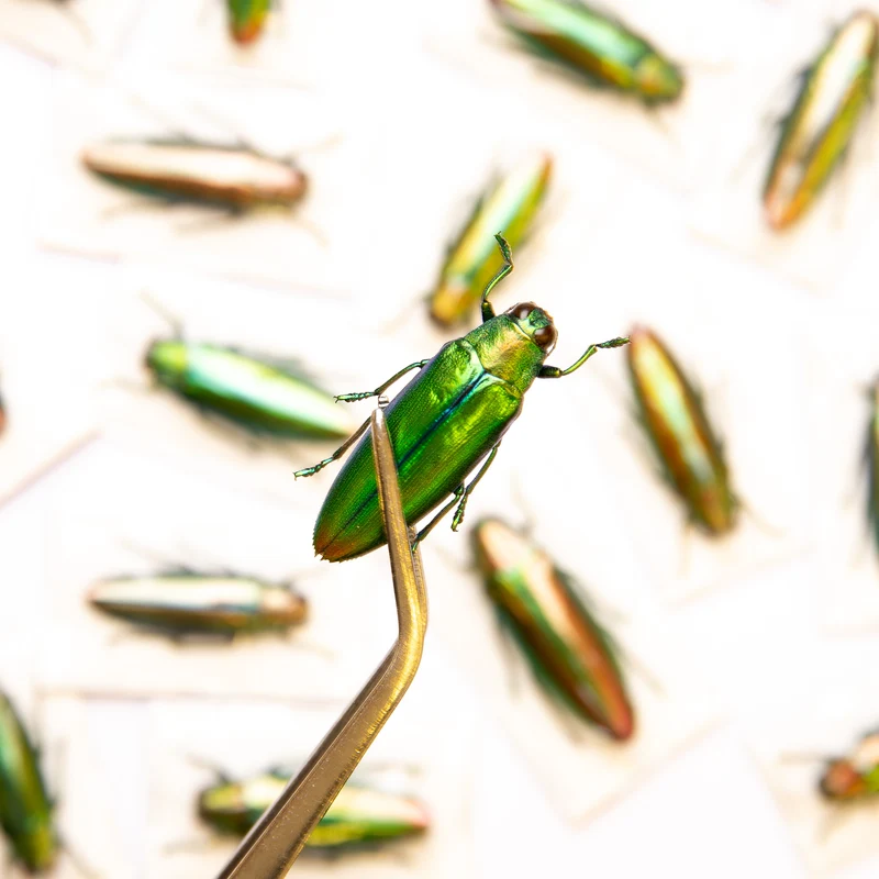 Assorted Beetles & Insects Mystery Box | A1 Entomology Specimens