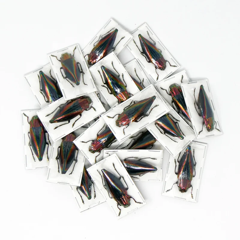 Assorted Beetles & Insects Mystery Box | A1 Entomology Specimens