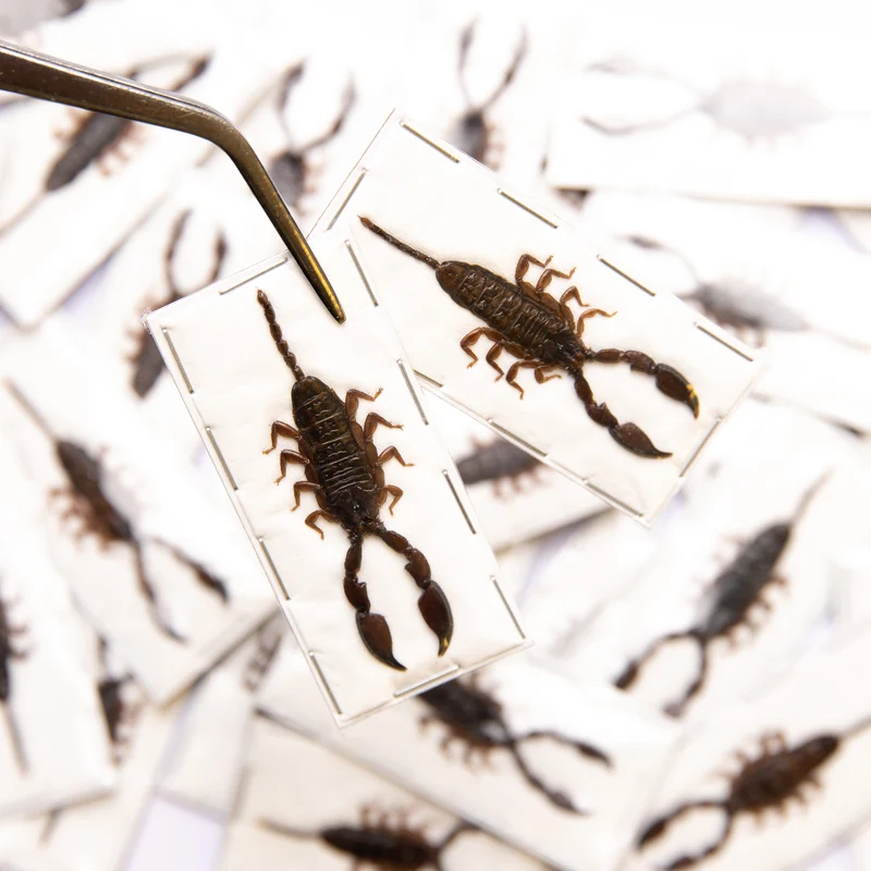 Assorted Beetles & Insects Mystery Box | A1 Entomology Specimens
