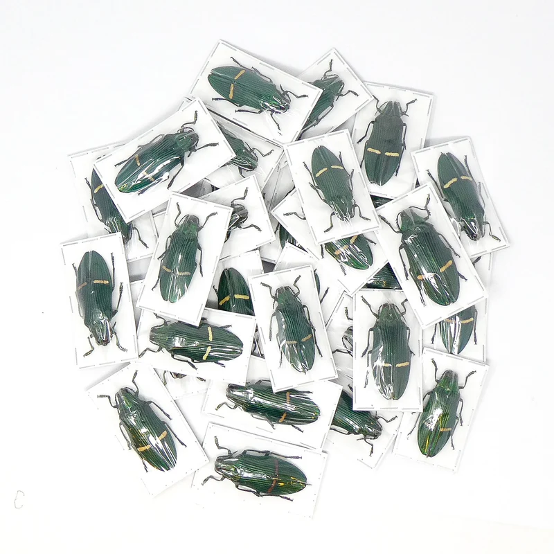 Assorted Beetles & Insects Mystery Box | A1 Entomology Specimens