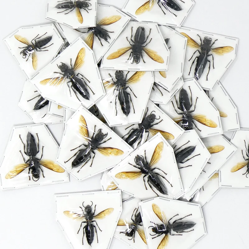 Assorted Beetles & Insects Mystery Box | A1 Entomology Specimens