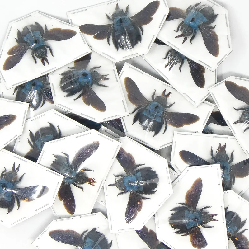 Assorted Beetles & Insects Mystery Box | A1 Entomology Specimens