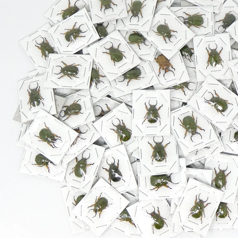 Assorted Beetles & Insects Mystery Box | A1 Entomology Specimens