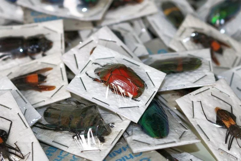 Assorted Beetles & Insects Mystery Box | A1 Entomology Specimens