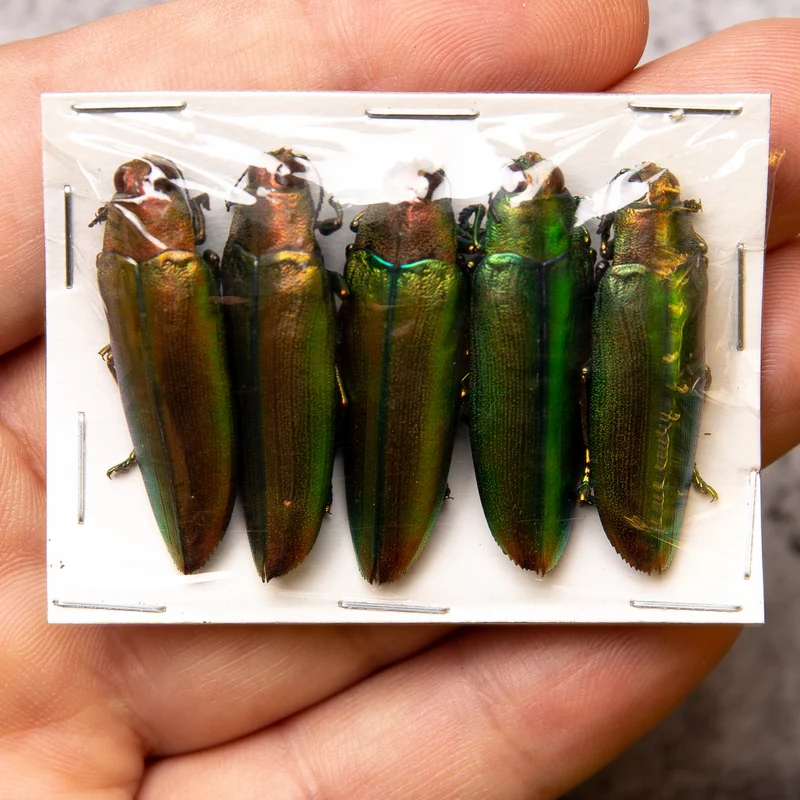 Assorted Beetles & Insects Mystery Box | A1 Entomology Specimens