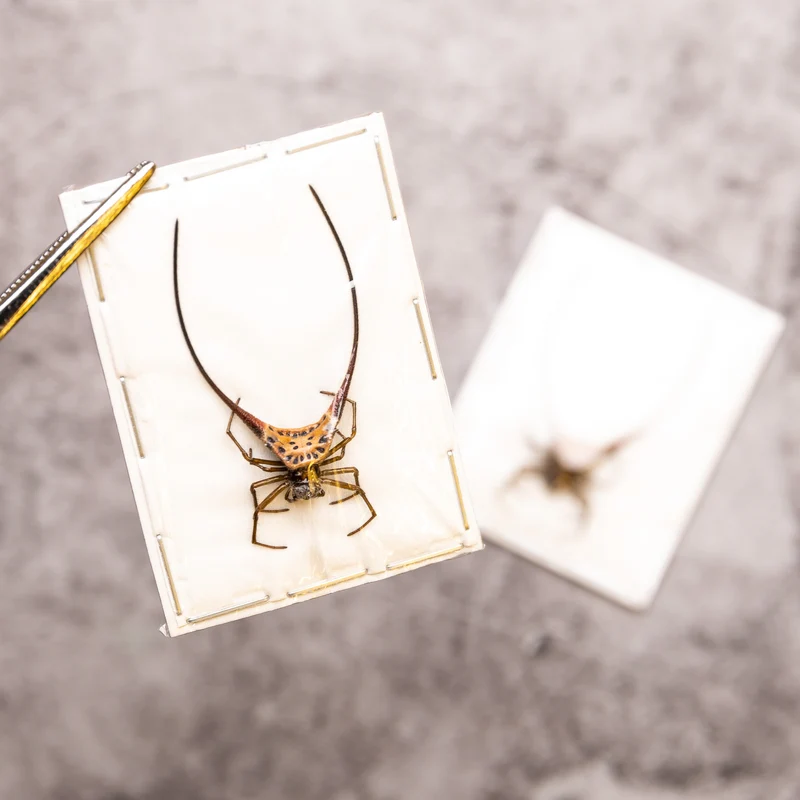 Assorted Beetles & Insects Mystery Box | A1 Entomology Specimens