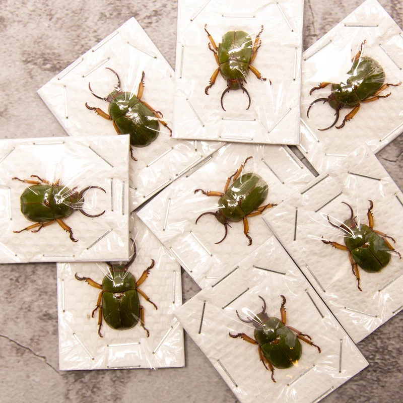 Assorted Beetles & Insects Mystery Box | A1 Entomology Specimens
