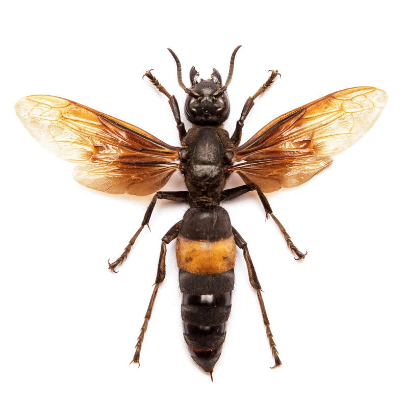 Assorted Beetles & Insects Mystery Box | A1 Entomology Specimens