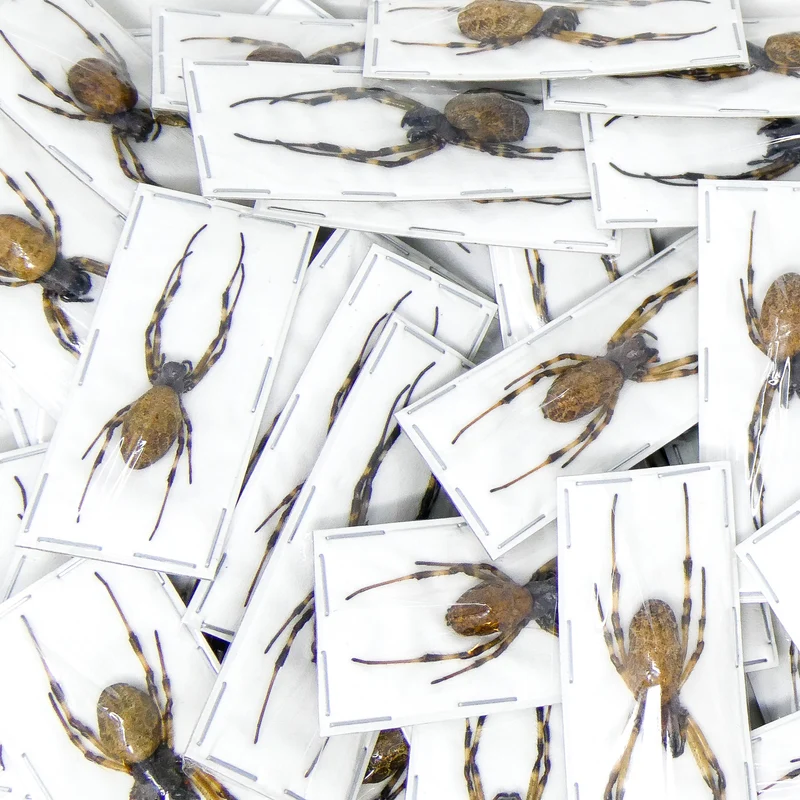 Assorted Beetles & Insects Mystery Box | A1 Entomology Specimens