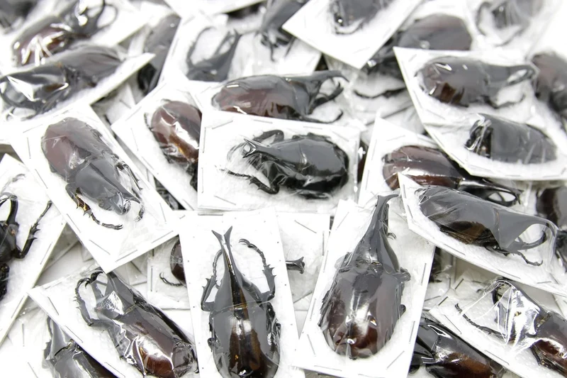 Assorted Beetles & Insects Mystery Box | A1 Entomology Specimens