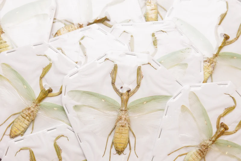 Assorted Beetles & Insects Mystery Box | A1 Entomology Specimens