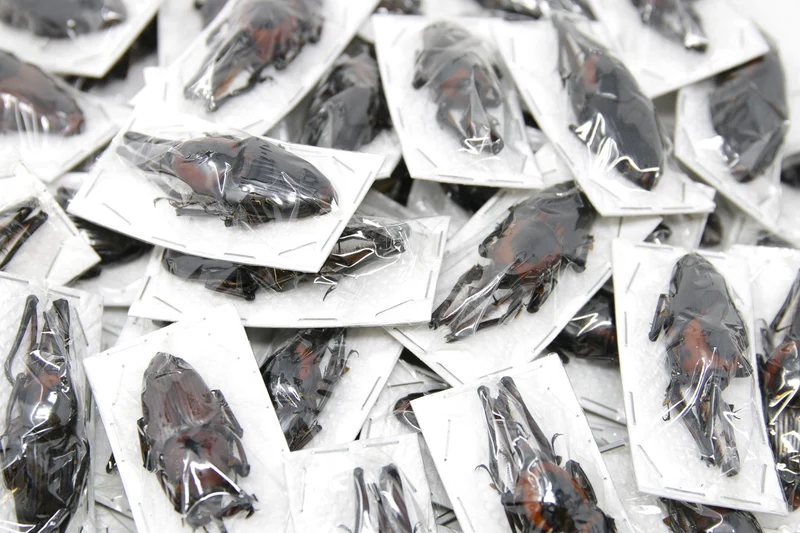 Giant Bamboo Weevils (Cyrtotrachelus buqueti) A1 Unmounted Specimens