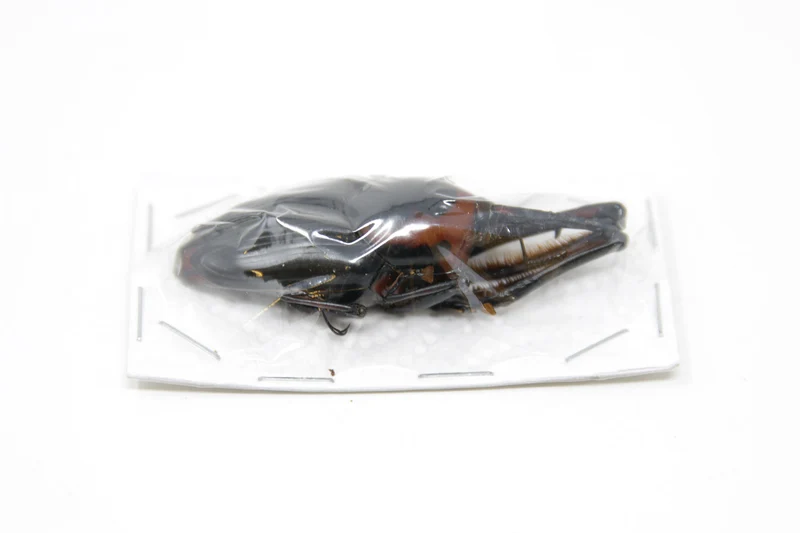 Giant Bamboo Weevils (Cyrtotrachelus buqueti) A1 Unmounted Specimens