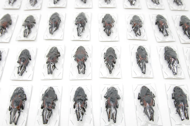 Giant Bamboo Weevils (Cyrtotrachelus buqueti) A1 Unmounted Specimens