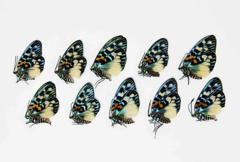 10 x Erasmia pulchera | Thai Day-flying Moths | A1 Unmounted Specimens