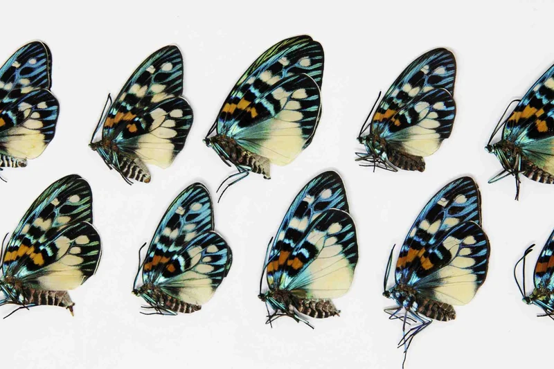 10 x Erasmia pulchera | Thai Day-flying Moths | A1 Unmounted Specimens