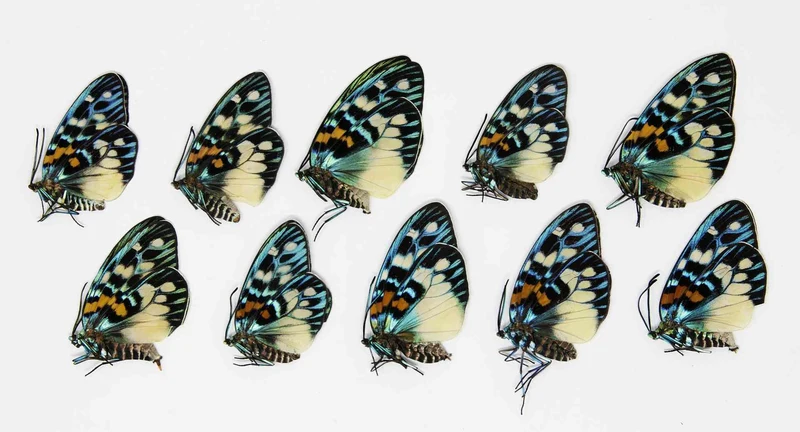 10 x Erasmia pulchera | Thai Day-flying Moths | A1 Unmounted Specimens