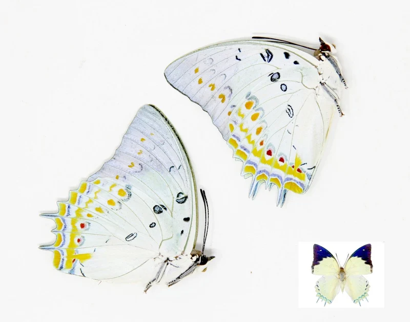 2 x Polyura delphis concha | The Jewelled Nawab | A1 Unmounted Specimens