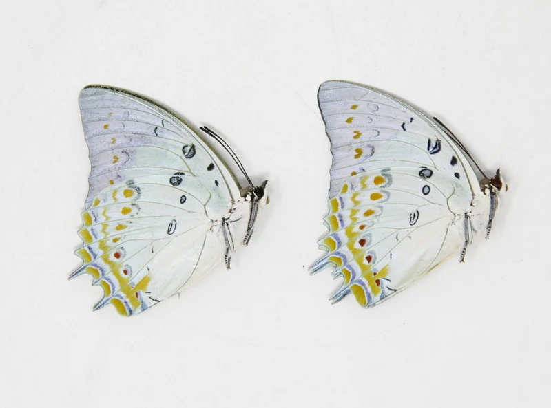 2 x Polyura delphis concha | The Jewelled Nawab | A1 Unmounted Specimens
