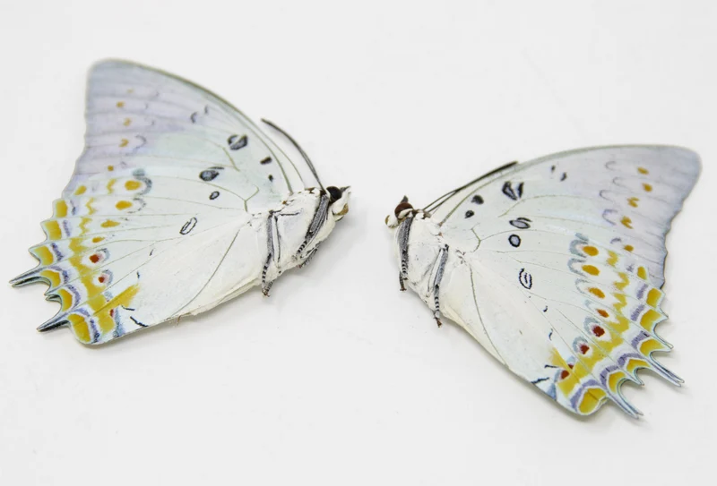 2 x Polyura delphis concha | The Jewelled Nawab | A1 Unmounted Specimens