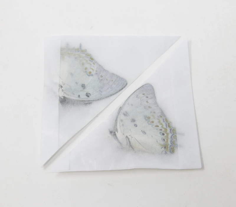 2 x Polyura delphis concha | The Jewelled Nawab | A1 Unmounted Specimens