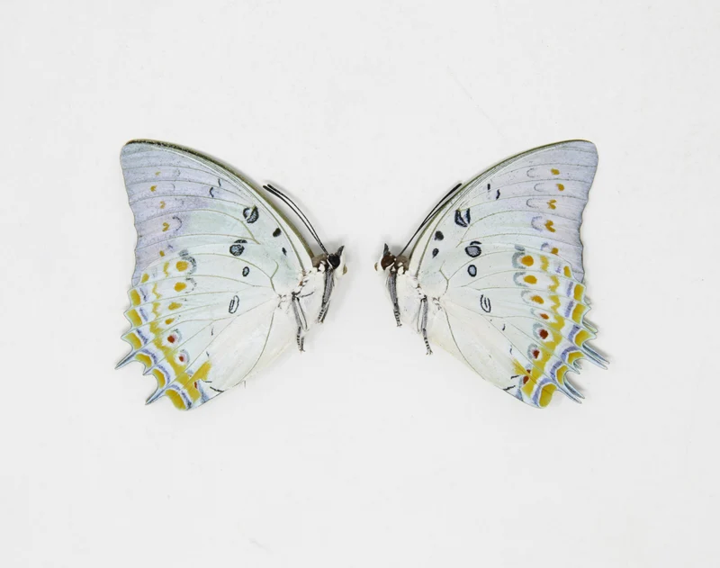 2 x Polyura delphis concha | The Jewelled Nawab | A1 Unmounted Specimens