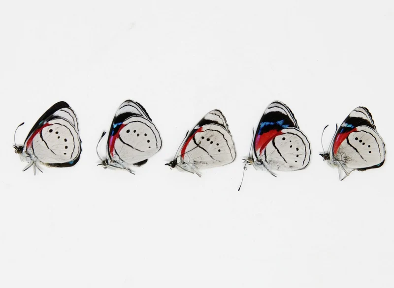 5 x Perisama euriclea | Pericloud Butterflies | A1 Unmounted Specimens