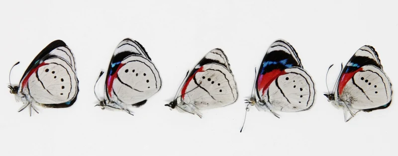 5 x Perisama euriclea | Pericloud Butterflies | A1 Unmounted Specimens