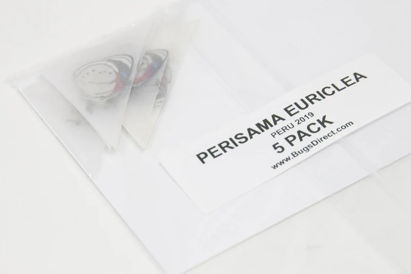 5 x Perisama euriclea | Pericloud Butterflies | A1 Unmounted Specimens
