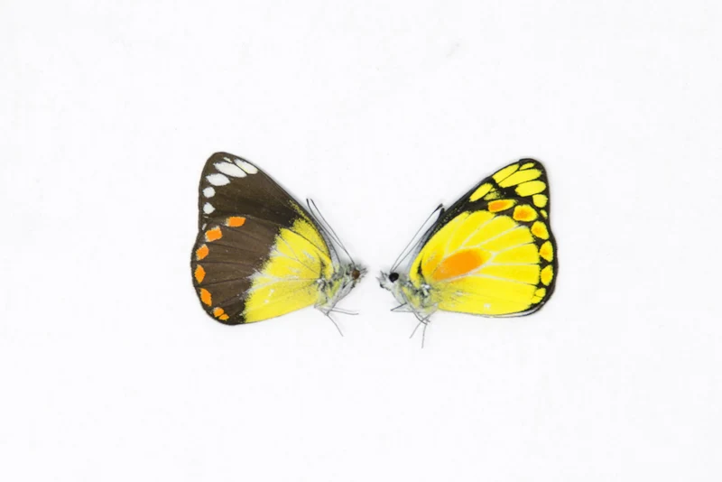 1 x Sexed Pair - Delias lemoulti | A1 Unmounted Specimens