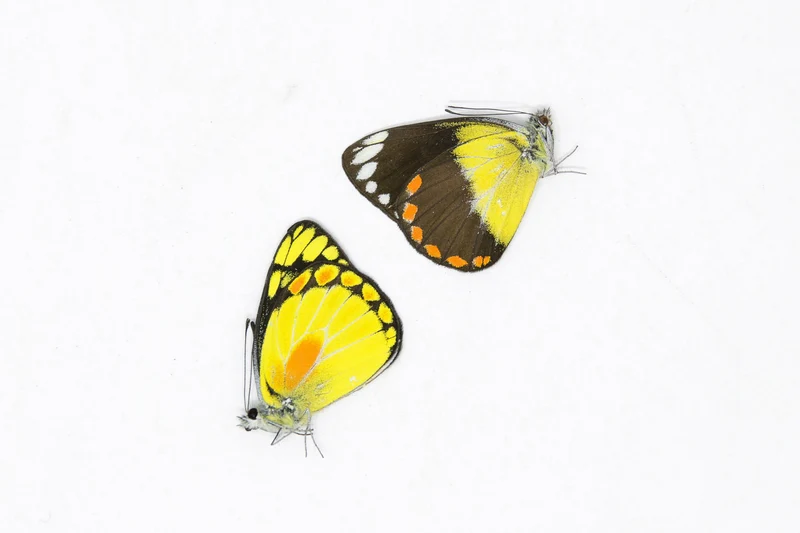 1 x Sexed Pair - Delias lemoulti | A1 Unmounted Specimens