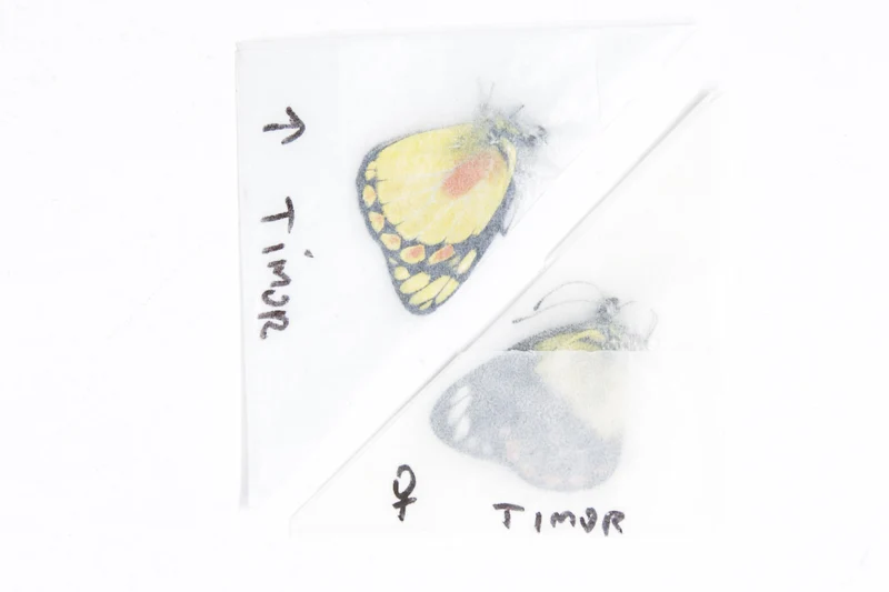 1 x Sexed Pair - Delias lemoulti | A1 Unmounted Specimens